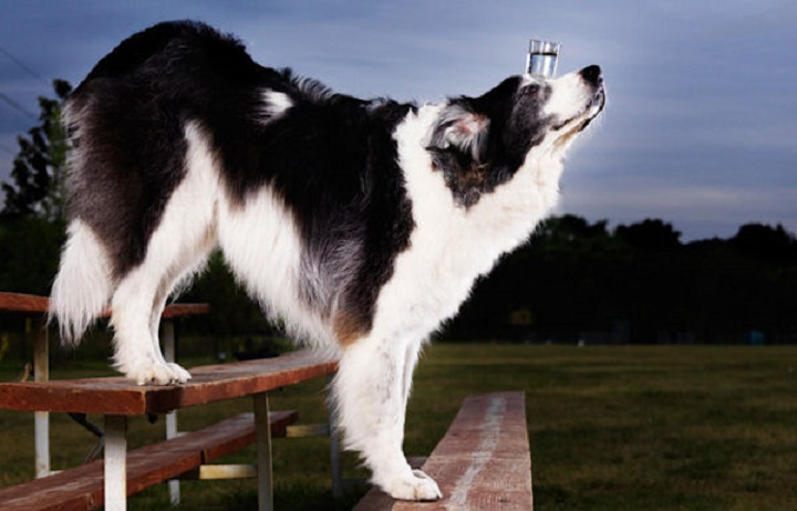 The Most Steps Walked By a Dog Balancing a Glass of Water