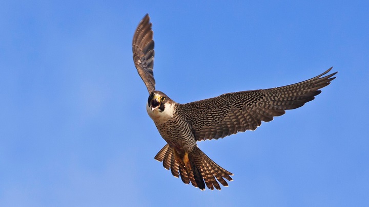Peregrine Falcon; 186 mph