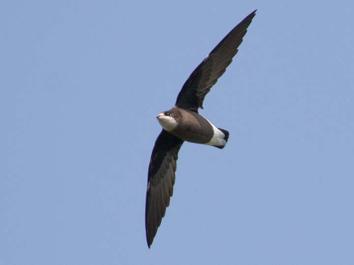 White-Throated Needletail Swift; 69.3 mph