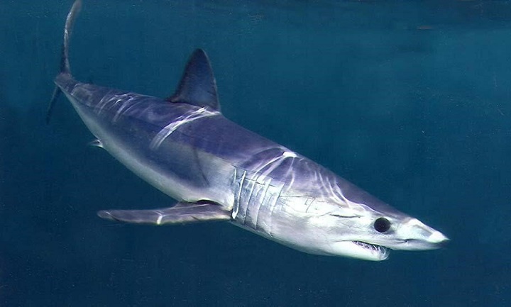 Mako Shark; 45 mph